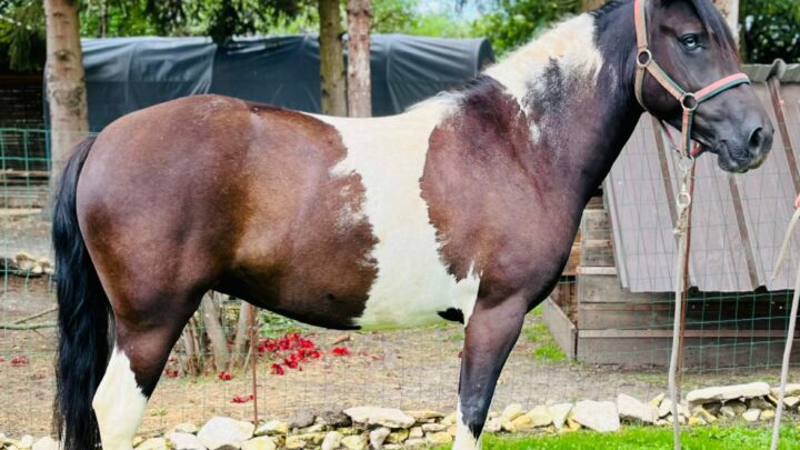 Pinti Jument ONC PIe noir