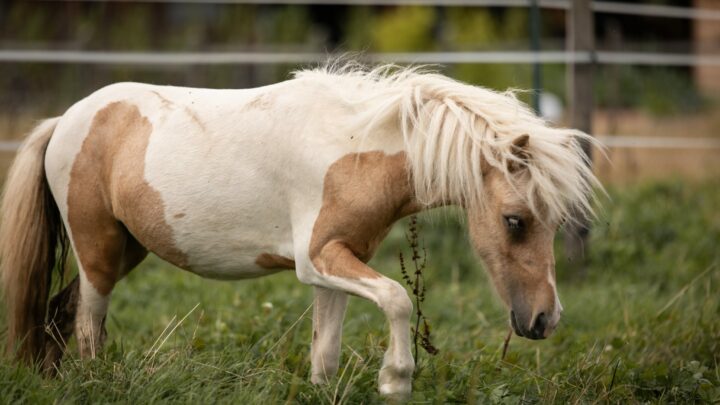 Lundi de la Forge ponette Pie palomino