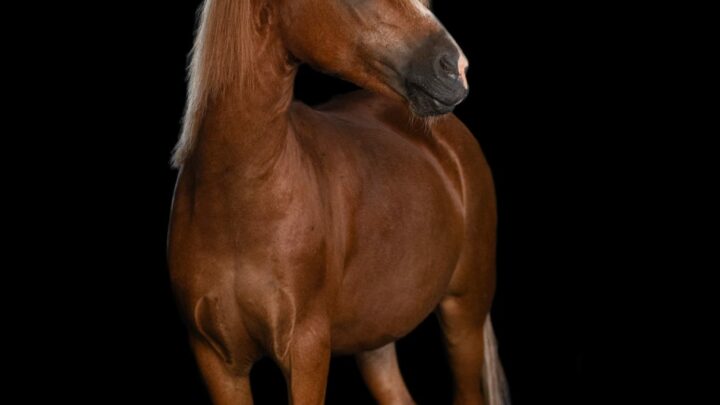 Uryade d'Angels PO Alezane