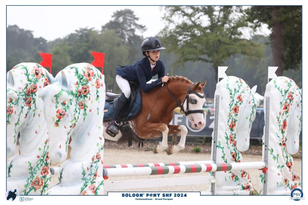 King of Prynn, étalon Welsh poney alezan sabino