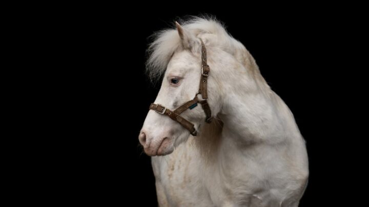 Small SB Etalon Pintaloosa